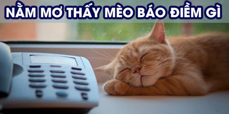 mo-thay-meo